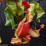 Nepenthes veitchii ("Big Mama" x "Pink Candy Cane"), CAR-0001 - Exact Plant 03/15/24