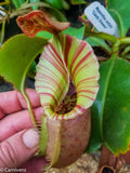 Nepenthes veitchii (m) - white clone