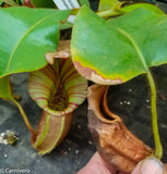 Nepenthes veitchii (m) - white clone