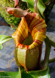 Nepenthes veitchii (m) - white clone