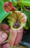 Nepenthes veitchii (selected clones)