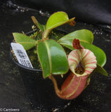 Nepenthes veitchii (m) - white clone