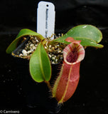 Nepenthes veitchii "Candy Dreams"