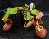 Nepenthes veitchii, Candy Red