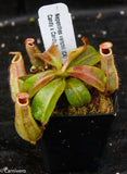 Nepenthes veitchii (Candy x Candy Yamada)