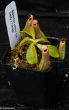 Nepenthes veitchii (Candy x Candy Yamada)