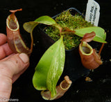 Nepenthes veitchii "Cobra"