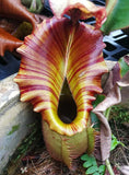 Nepenthes veitchii "Cobra"