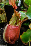 Nepenthes veitchii "Cobra"