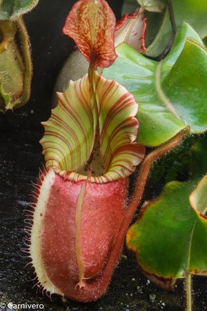 Nepenthes veitchii "Cobra"