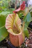 Nepenthes veitchii "Cobra"