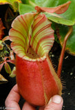 Nepenthes veitchii "Cobra"