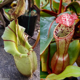 Nepenthes veitchii x clipeata, CAR-0128