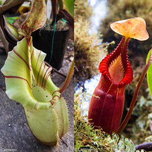 Nepenthes veitchii x macrophylla, CAR-0137