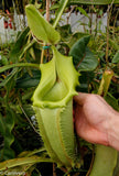 Nepenthes veitchii (selected clones)