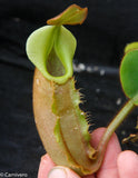 Nepenthes veitchii Bareo, Malesiana Tropicals