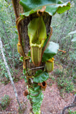 Nepenthes veitchii Maliau Basin