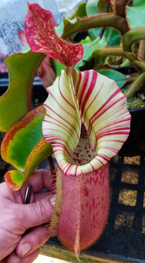 Nepenthes veitchii (Murud Striped x Candy), Specimen B