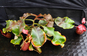 Nepenthes veitchii (Murud Striped x Candy), Specimen A