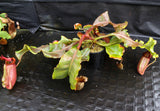 Nepenthes veitchii (Murud Striped x Candy), Specimen A