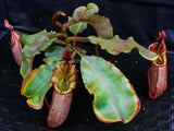 Nepenthes veitchii (Murud Striped x Candy), Specimen B