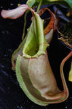 Nepenthes veitchii (Murud Striped x Candy), Specimen C