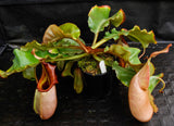 Nepenthes veitchii (Murud Striped x Candy), Specimen D