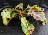 Nepenthes veitchii (Murud Striped x Candy), Specimen E