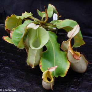 Nepenthes veitchii (Murud Striped x Candy), specimen 7