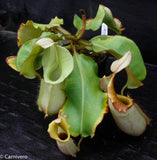 Nepenthes veitchii (Murud Striped x Candy), specimen 7