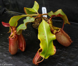 Nepenthes veitchii (Murud Striped x Candy), specimen 6