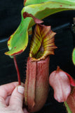 Nepenthes veitchii (Murud Striped x Candy), specimen 6