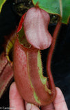 Nepenthes veitchii (Murud Striped x Candy), specimen 6