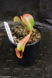 Nepenthes veitchii "Orange"