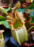 Nepenthes veitchii "Orange"