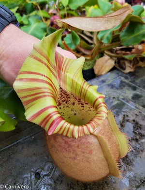 Nepenthes veitchii "Orange"