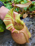 Nepenthes veitchii "Orange"