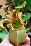 Nepenthes veitchii "Orange"