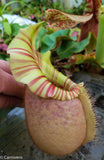 Nepenthes veitchii "Orange"