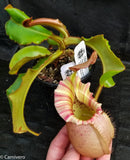 Nepenthes veitchii "Orange"