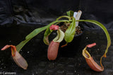 Nepenthes veitchii "Pink"