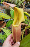 Nepenthes veitchii "Pink"