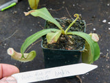 Nepenthes veitchii "Pink"