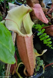 Nepenthes veitchii "Pink"