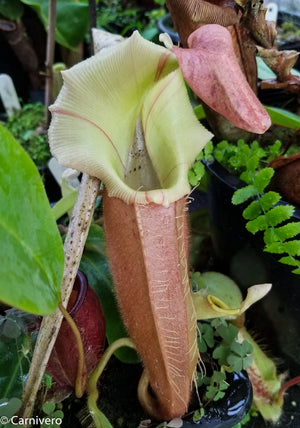 Nepenthes veitchii "Pink"