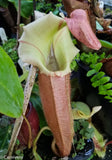 Nepenthes veitchii "Pink"