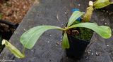 Nepenthes veitchii "Pink"