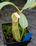 Nepenthes veitchii "Pink"