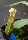 Nepenthes veitchii "Pink"