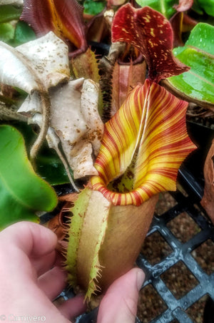 Nepenthes veitchii "Psychedelic"